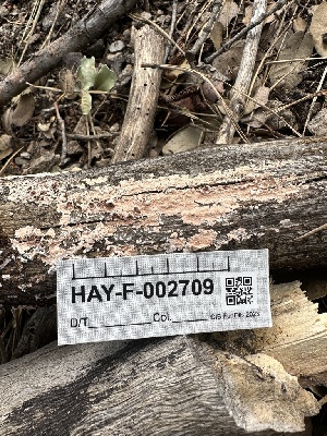  ( - HAY-F-002709)  @11 [ ] c (2023) Rudy Diaz Fungal Diversity Survey