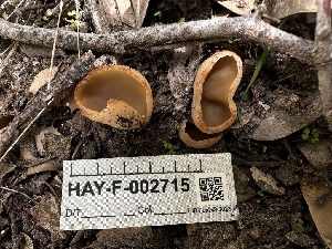  ( - HAY-F-002715)  @11 [ ] c (2023) Rudy Diaz Fungal Diversity Survey