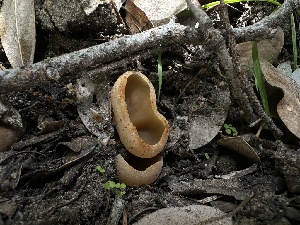  ( - HAY-F-002715)  @11 [ ] c (2023) Rudy Diaz Fungal Diversity Survey