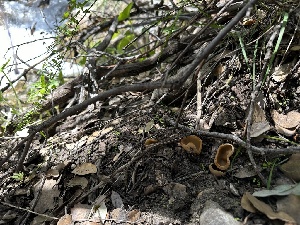  ( - HAY-F-002715)  @11 [ ] c (2023) Rudy Diaz Fungal Diversity Survey