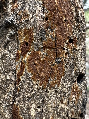  ( - HAY-F-002723)  @11 [ ] c (2023) Rudy Diaz Fungal Diversity Survey