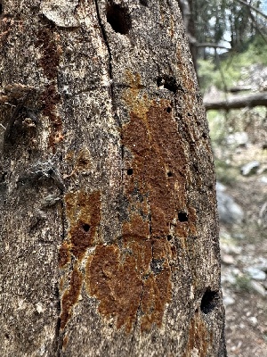  ( - HAY-F-002723)  @11 [ ] c (2023) Rudy Diaz Fungal Diversity Survey