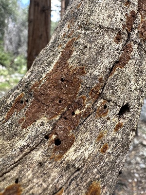  (Hymenochaete sp. CA02 - HAY-F-002723)  @11 [ ] c (2023) Rudy Diaz Fungal Diversity Survey