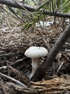  ( - HAY-F-005171)  @11 [ ] c (2023) Rudy Diaz Fungal Diversity Survey