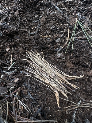  ( - HAY-F-005239)  @11 [ ] c (2023) Rudy Diaz Fungal Diversity Survey