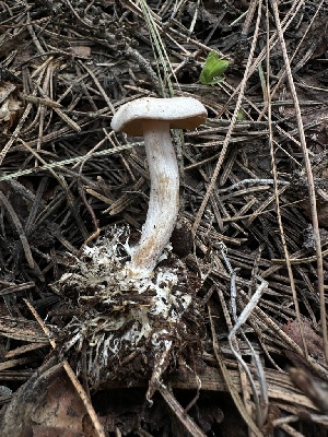  ( - HAY-F-005171)  @11 [ ] c (2023) Rudy Diaz Fungal Diversity Survey