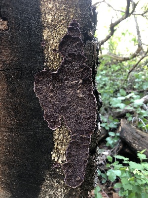  ( - HAY-F-001017)  @11 [ ] by-nc (2023) Dean Lyons Fungal Diversity Survey