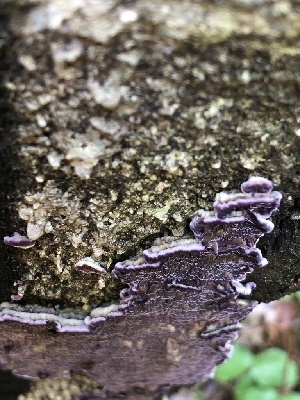  ( - HAY-F-001017)  @11 [ ] by-nc (2023) Dean Lyons Fungal Diversity Survey