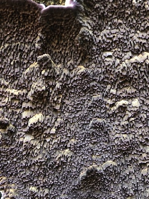 ( - HAY-F-001017)  @11 [ ] by-nc (2023) Dean Lyons Fungal Diversity Survey
