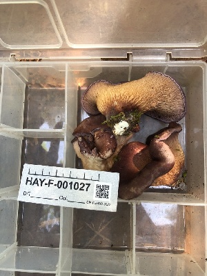  ( - HAY-F-001027)  @11 [ ] by-nc (2023) Dean Lyons Fungal Diversity Survey