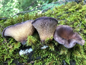  ( - HAY-F-001027)  @11 [ ] by-nc (2023) Dean Lyons Fungal Diversity Survey
