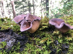  ( - HAY-F-001027)  @11 [ ] by-nc (2023) Dean Lyons Fungal Diversity Survey