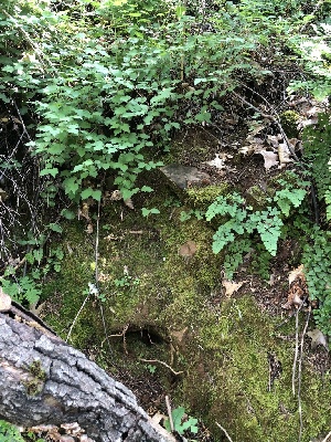  ( - HAY-F-001018)  @11 [ ] by-nc (2023) Dean Lyons Fungal Diversity Survey