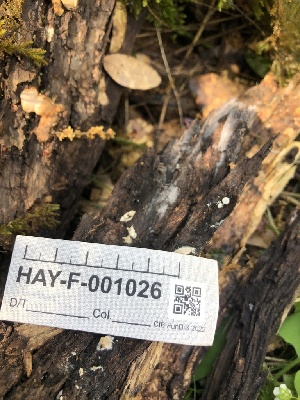  ( - HAY-F-001026)  @11 [ ] by-nc (2023) Dean Lyons Fungal Diversity Survey
