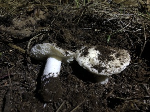  ( - HAY-F-003061)  @11 [ ] by-nc (2023) Dean Lyons Fungal Diversity Survey