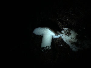  ( - HAY-F-003061)  @11 [ ] by-nc (2023) Dean Lyons Fungal Diversity Survey