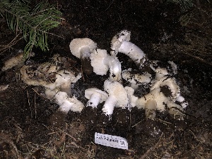  (Tricholoma - HAY-F-003061)  @11 [ ] by-nc (2023) Dean Lyons Fungal Diversity Survey