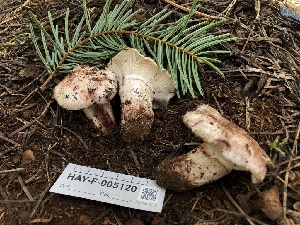  ( - HAY-F-005120)  @11 [ ] by-nc (2023) Dean Lyons Fungal Diversity Survey