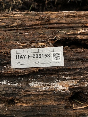  ( - HAY-F-005158)  @11 [ ] by-nc (2023) Dean Lyons Fungal Diversity Survey