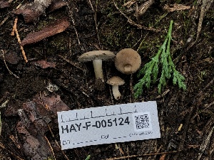  ( - HAY-F-005124)  @11 [ ] by-nc (2023) Dean Lyons Fungal Diversity Survey