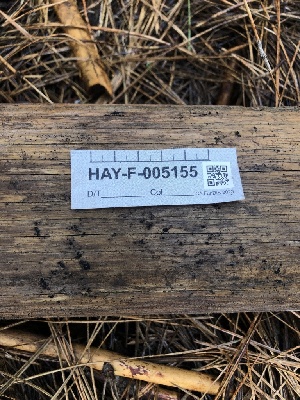  ( - HAY-F-005155)  @11 [ ] by-nc (2023) Dean Lyons Fungal Diversity Survey
