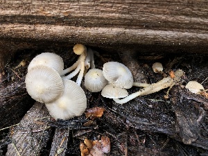  ( - HAY-F-004971)  @11 [ ] by-nc (2023) Dean Lyons Fungal Diversity Survey