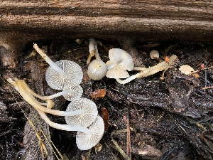 ( - HAY-F-004971)  @11 [ ] by-nc (2023) Dean Lyons Fungal Diversity Survey
