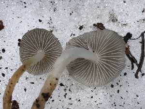  ( - HAY-F-004971)  @11 [ ] by-nc (2023) Dean Lyons Fungal Diversity Survey