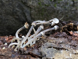  (Mycena sp. amicta-CA01 - HAY-F-004975)  @11 [ ] by-nc (2023) Dean Lyons Fungal Diversity Survey