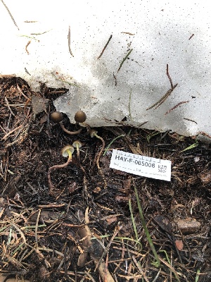  ( - HAY-F-005006)  @11 [ ] by-nc (2023) Dean Lyons Fungal Diversity Survey