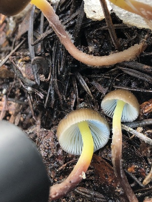  ( - HAY-F-005006)  @11 [ ] by-nc (2023) Dean Lyons Fungal Diversity Survey