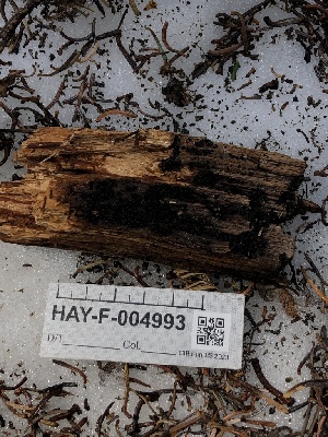  ( - HAY-F-004993)  @11 [ ] by-nc (2023) Dean Lyons Fungal Diversity Survey