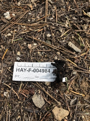  ( - HAY-F-004984)  @11 [ ] by-nc (2023) Dean Lyons Fungal Diversity Survey