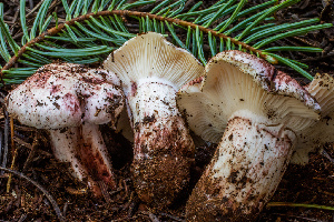  (Hygrophorus - HAY-F-005120)  @11 [ ] by-nc (2023) Dean Lyons Fungal Diversity Survey