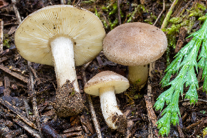  ( - HAY-F-005124)  @11 [ ] by-nc (2023) Dean Lyons Fungal Diversity Survey