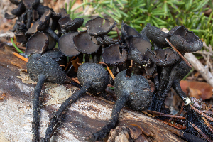  (Donadinia - HAY-F-004979)  @11 [ ] by-nc (2023) Dean Lyons Fungal Diversity Survey