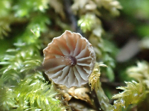  ( - HAY-F-001028)  @11 [ ] by-nc (2023) Dean Lyons Fungal Diversity Survey
