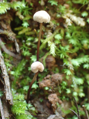  ( - HAY-F-001028)  @11 [ ] by-nc (2023) Dean Lyons Fungal Diversity Survey