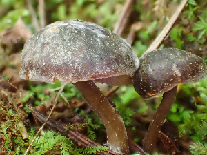  ( - HAY-F-001018)  @11 [ ] by-nc (2023) Dean Lyons Fungal Diversity Survey