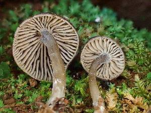  (Rhodocybe sp. CA03 - HAY-F-001018)  @11 [ ] by-nc (2023) Dean Lyons Fungal Diversity Survey