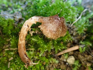  ( - HAY-F-004970)  @11 [ ] by-nc (2023) Dean Lyons Fungal Diversity Survey