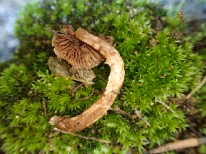  ( - HAY-F-004970)  @11 [ ] by-nc (2023) Dean Lyons Fungal Diversity Survey