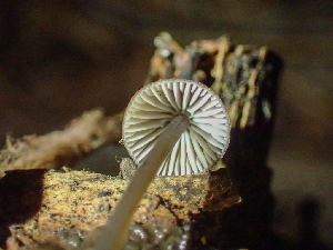  ( - HAY-F-003028)  @11 [ ] by-nc (2023) Dean Lyons Fungal Diversity Survey