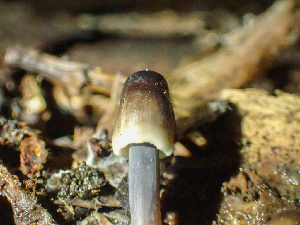  ( - HAY-F-003028)  @11 [ ] by-nc (2023) Dean Lyons Fungal Diversity Survey