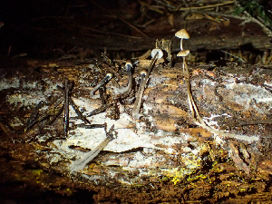  (Mycenaceae - HAY-F-003028)  @11 [ ] by-nc (2023) Dean Lyons Fungal Diversity Survey