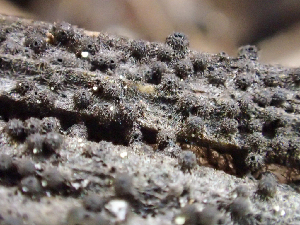  ( - HAY-F-005123)  @11 [ ] by-nc (2023) Dean Lyons Fungal Diversity Survey