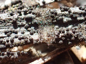  ( - HAY-F-005123)  @11 [ ] by-nc (2023) Dean Lyons Fungal Diversity Survey