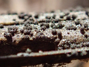  (Herpotrichia - HAY-F-005123)  @11 [ ] by-nc (2023) Dean Lyons Fungal Diversity Survey