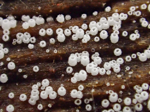  ( - HAY-F-005158)  @11 [ ] by-nc (2023) Dean Lyons Fungal Diversity Survey