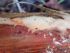  ( - HAY-F-005163)  @11 [ ] by-nc (2023) Dean Lyons Fungal Diversity Survey